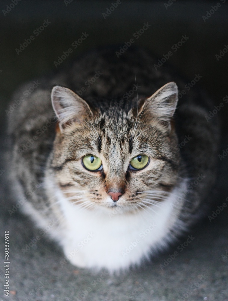 Beautiful gray cat on the street in the village