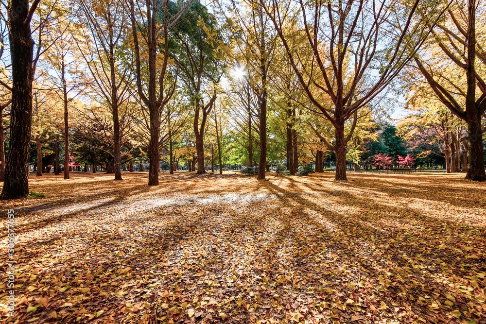 代々木公園 代々木公園