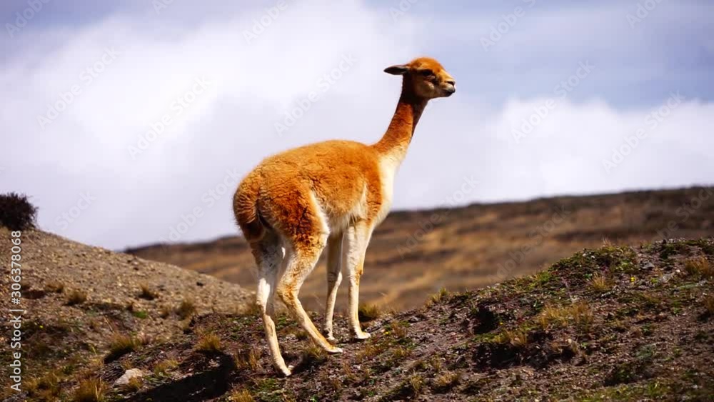 A vicuna in the highlands of Ecuador A vicuna in the highlands of Ecuador