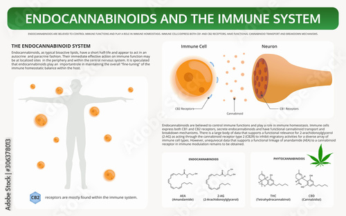 Endocannabinoids and the Immune System horizontal textbook infographic illustration about cannabis as herbal alternative medicine and chemical therapy, healthcare and medical science vector.