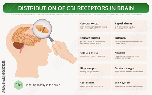 Distribution of CB1 Receptors in Brain horizontal textbook infographic illustration about cannabis as herbal alternative medicine and chemical therapy, healthcare and medical science vector.