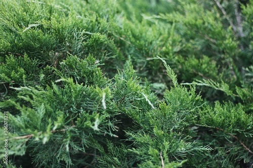 Beautiful green pine tree in the Park