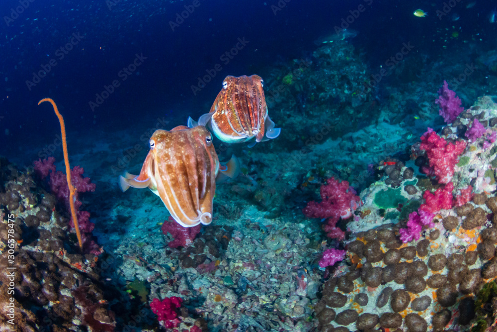 Mating Cuttlefish on a tropical coral reef at dawn (Richelieu Rock, Thailand) Mating Cuttlefish on a tropical coral reef at dawn (Richelieu Rock, Thailand)