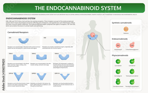 The Endocannabinoid System horizontal textbook infographic illustration about cannabis as herbal alternative medicine and chemical therapy, healthcare and medical science vector.