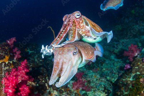 Mating Cuttlefish on a tropical coral reef at dawn (Richelieu Rock, Thailand)