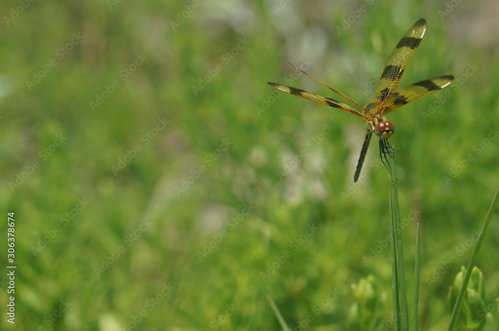 dragonfly on a blade of grass - Halloween pennant dragonfly on a blade of grass - Halloween pennant