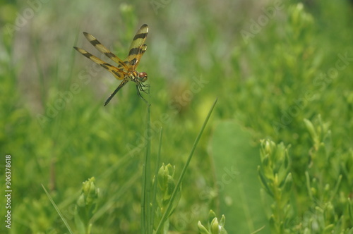 Wallpaper Mural dragonfly on a blade of grass - Halloween pennant Torontodigital.ca