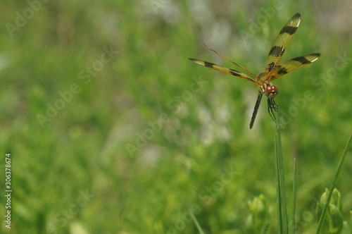 dragonfly on a blade of grass - Halloween pennant © Jaimie Tuchman