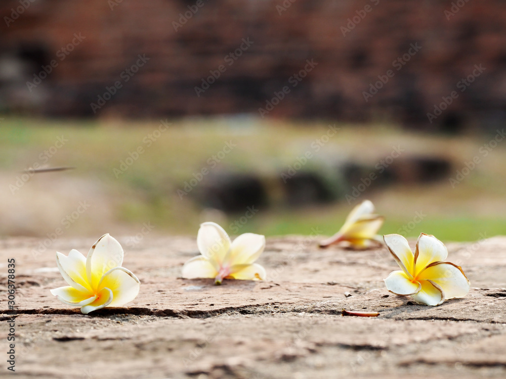 group of yellow white flowers (Frangipani, Plumeria) with natural background