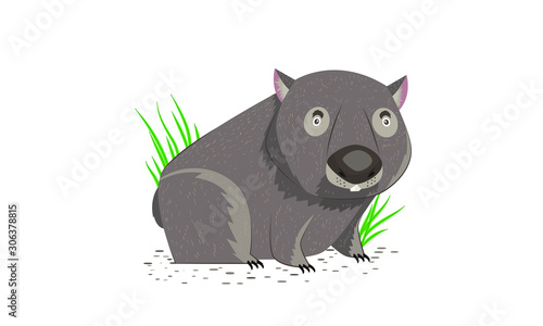 Fototapeta Naklejka Na Ścianę i Meble -  Wombat