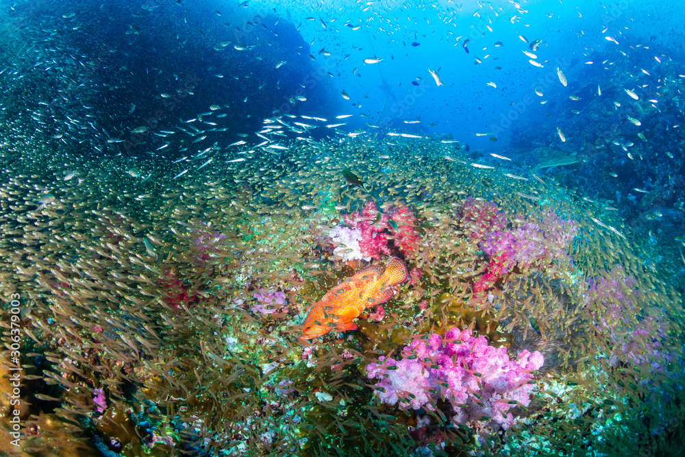 Tropical fish and colorful corals on a tropical coral reef in Thailand's Similan Islands