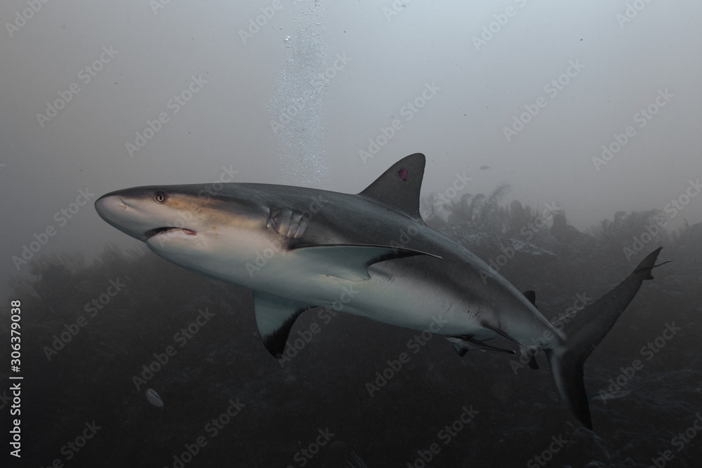 Obraz premium Hungry Shark