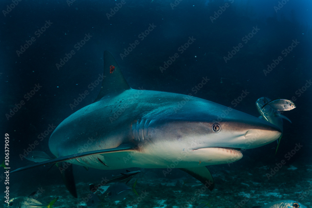 Obraz premium Night Shark