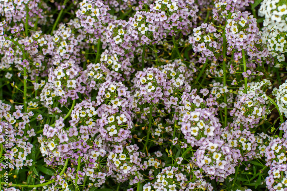 Lobularia maritima blossom Lawn garden plant is used to design borders, flower beds. Background backdrop wallpaper top view