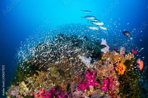 Fototapeta Naklejka Na Ścianę i Meble -  Tropical fish and colorful corals on a tropical coral reef at Richelieu Rock in Thailand