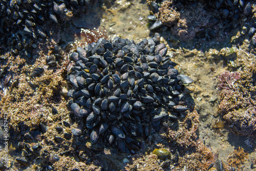 Mytilus galloprovincialis