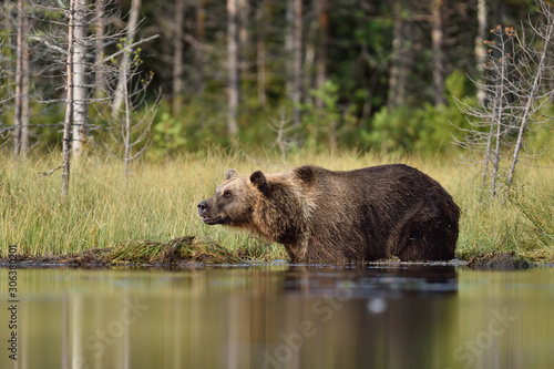 big male brown bear in the water, forest landscape