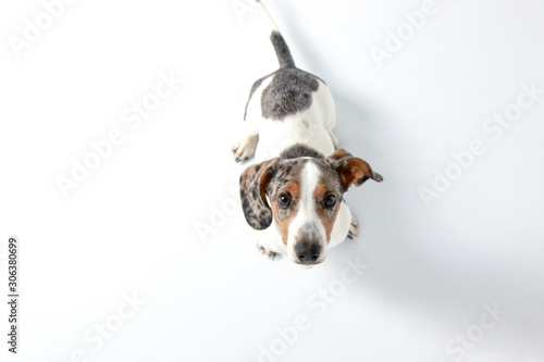 Cute Little dachshund puppy dog looking at the camera on plain white background.