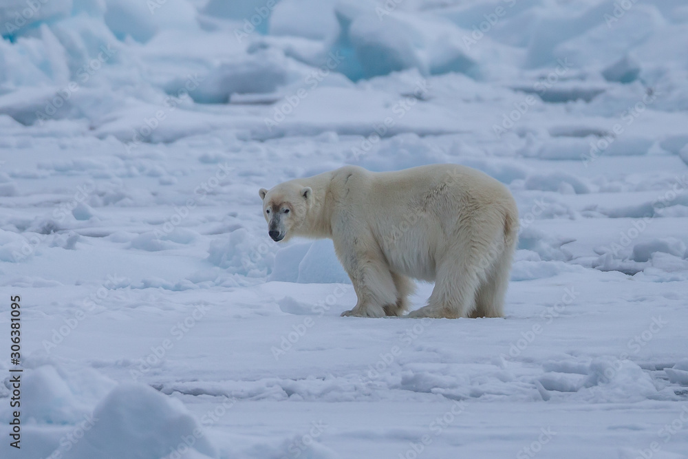 Polar Bear (Ursus maritimus) Spitsbergen North Ocean Polar Bear (Ursus maritimus) Spitsbergen North Ocean