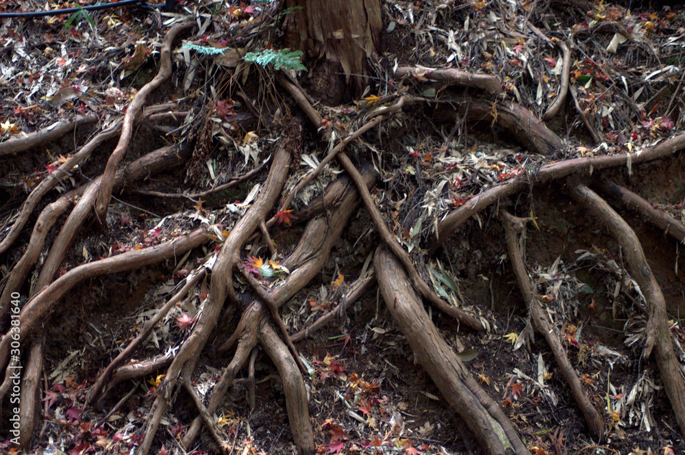 Close up of tree roots Close up of tree roots