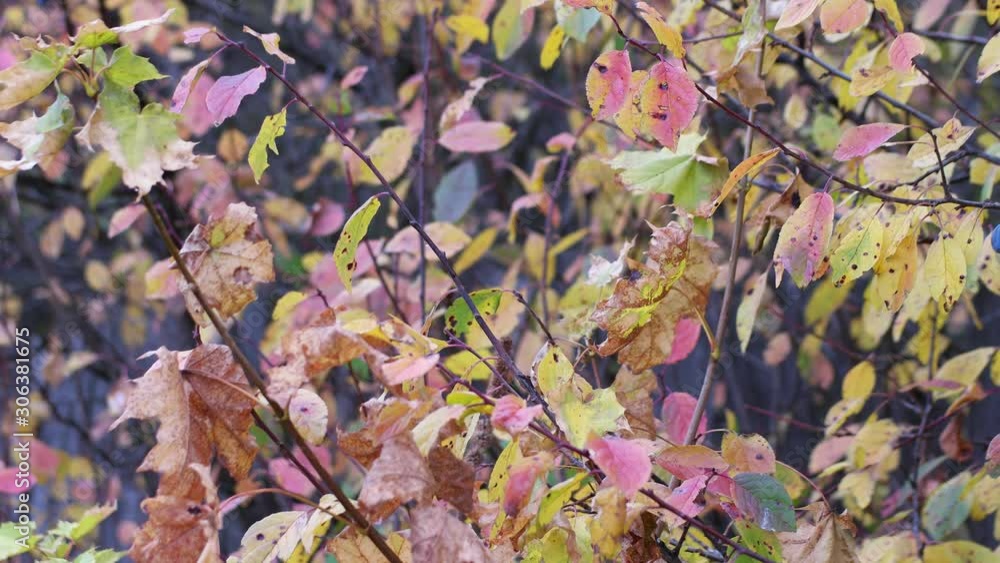 autumn colorful leaves autumn colorful leaves
