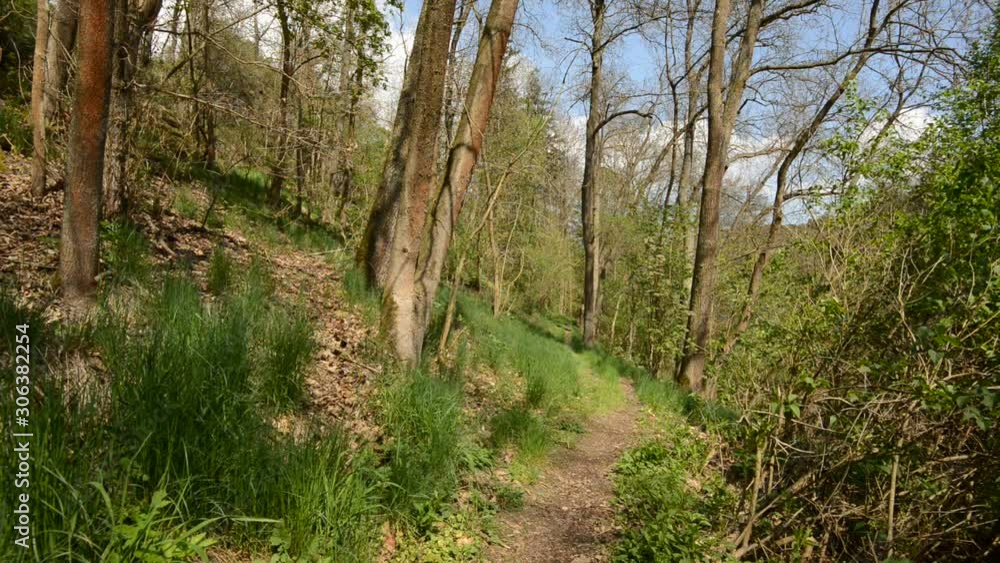 birds singing in spring forest birds singing in spring forest