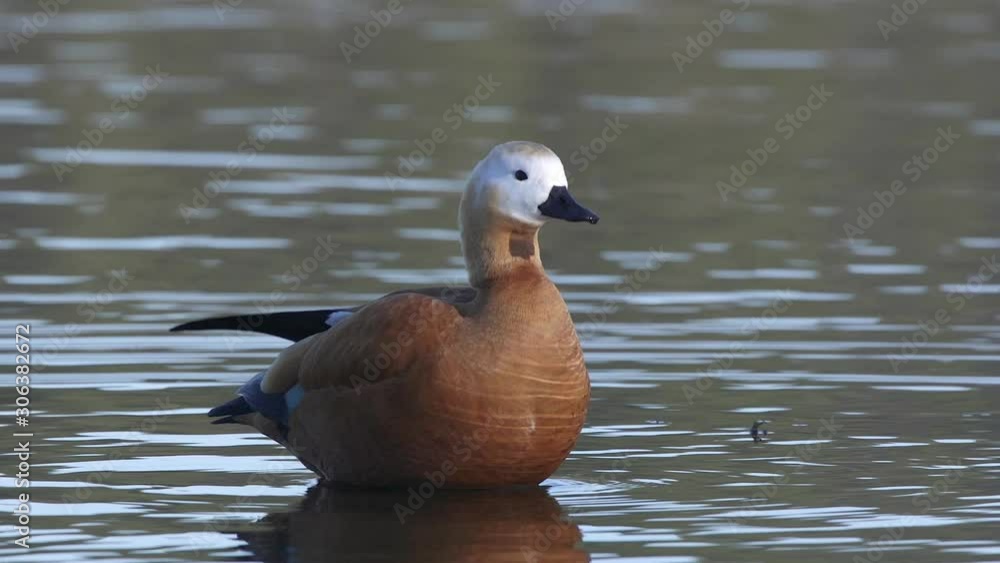 bird duck ruddy shelduck yellow colorful standing in shallow water watching alerted bird duck ruddy shelduck yellow colorful standing in shallow water watching alerted