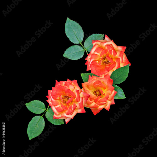 Three orange roses isolated on a black background