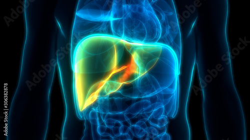 Foto Human Internal Digestive Organ Liver Anatomy