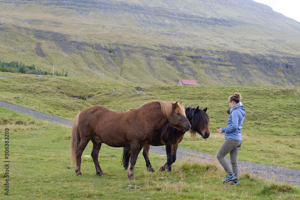 Obraz premium Two horses in a meadow in the mountains of Iceland, facing a young woman in fall colors