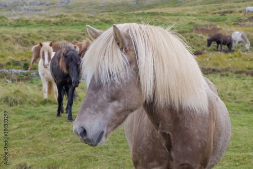 Horse head in side view  in brown and cream  in the background a couple of horses in different colors  Iceland