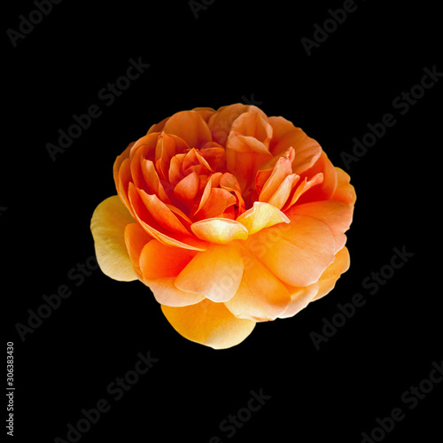 Beautiful orange rose isolated on a black background