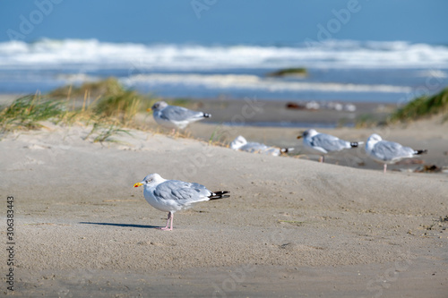 Canvas Print Sea gulls on the Beach of the frisian island of Terschelling .