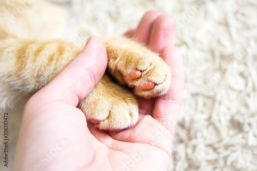 Fototapeta Naklejka Na Ścianę i Meble -  Cat red paws and a human hand closeup, top view. Conceptual image of friendship, trust, love, help between man and cat