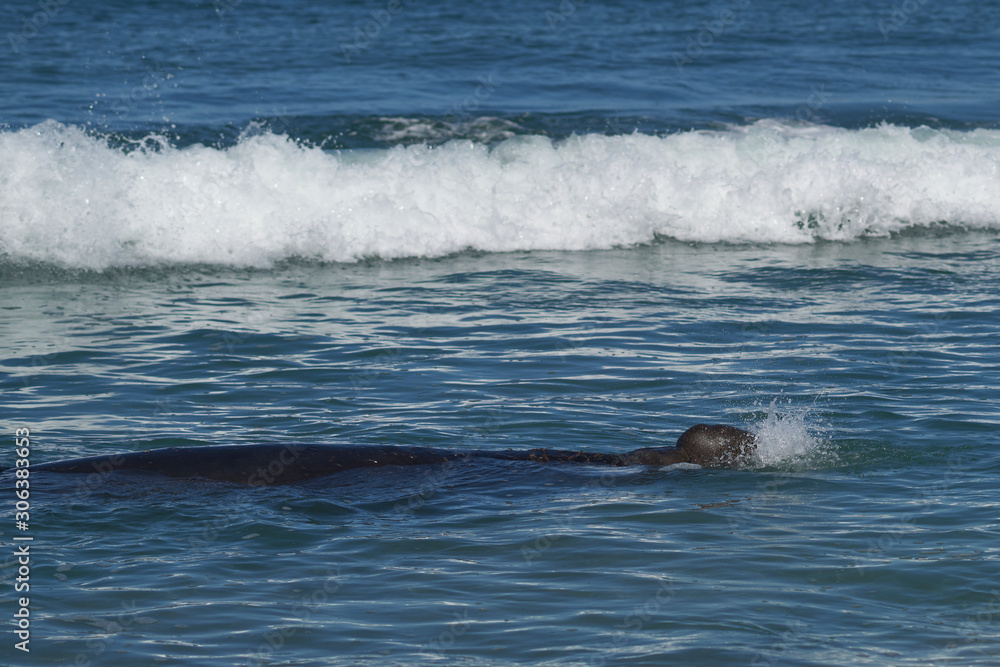 Fototapeta premium Male Southern Elephant Seal (Mirounga leonina) swimming in the sea on the coast of Sea Lion Island in the Falkland Islands.