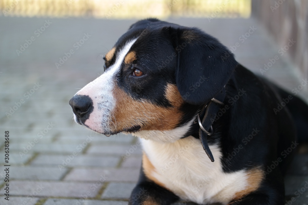 portrait of a dog portrait of a dog