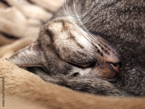 キジトラ猫の寝顔