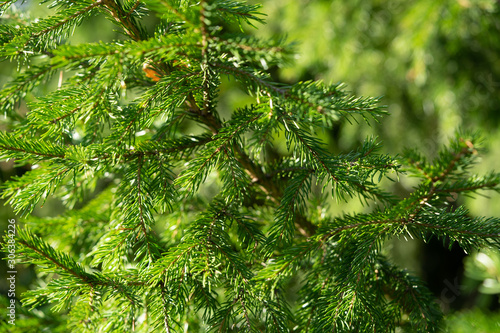Textured background from fresh green pine fir branches  Christmas decorations background. Selective focus  sun light