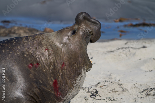 Male Southern Elephant Seal (Mirounga leonina) with mouth open and roaring during the breeding season on Sea Lion Island in the Falkland Islands.