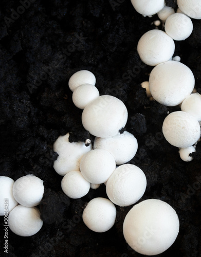 Button mushrooms in the ground