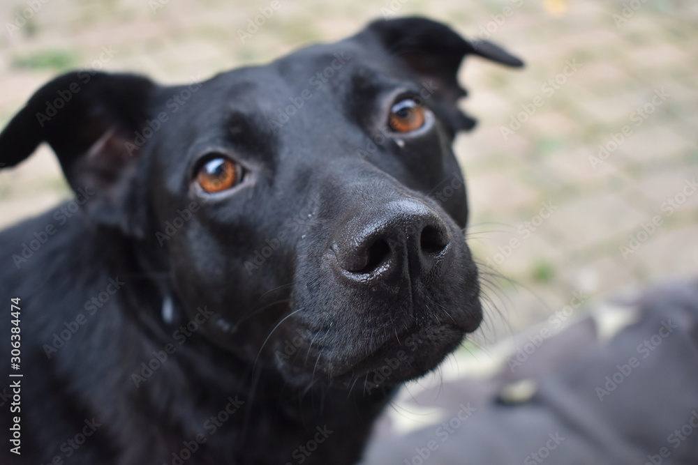 labrador avec un regard adorable et profond labrador avec un regard adorable et profond