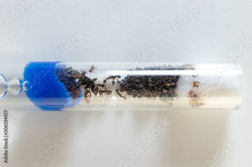 in vitro ant colony messor structor photo