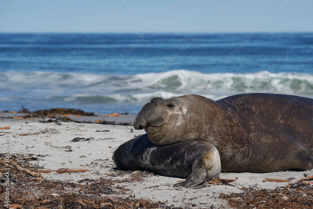Naklejka premium Male Southern Elephant Seal (Mirounga leonina) trying to mate with a recently weaned pup on Sea Lion Island in the Falkland Islands.
