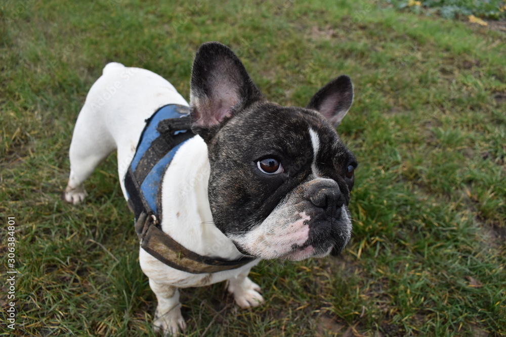 Bouledogue français pose perplexe