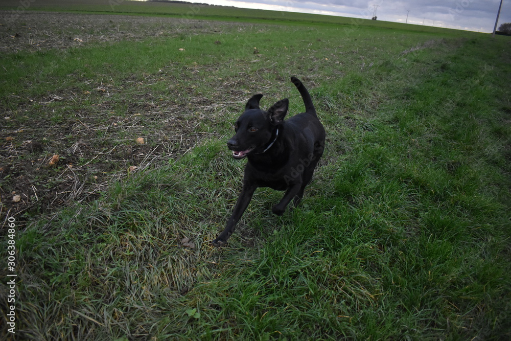 labrador chien cours dans un champs labrador chien cours dans un champs