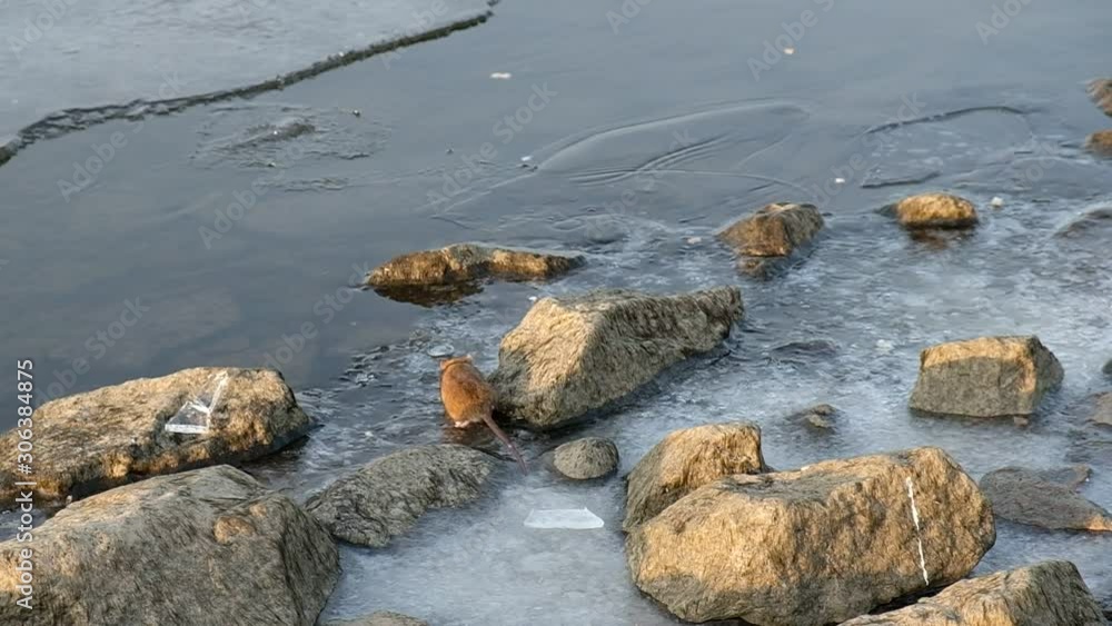 Gray rats run on stones at the water's edge. Animals search for food leftovers on the coast. People feed ducks bread, rats select food. The coast of the gulf of granite stones. Autumn. carelessly, ice Gray rats run on stones at the water's edge. Animals search for food leftovers on the coast. People feed ducks bread, rats select food. The coast of the gulf of granite stones. Autumn. carelessly, ice