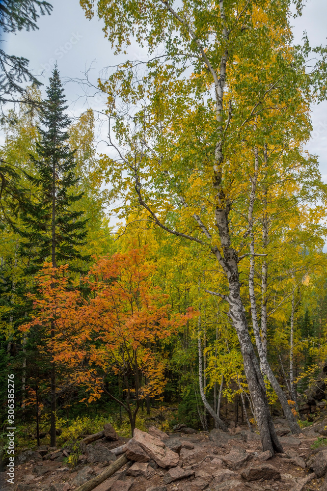 beautiful autumn landscape of dense coniferous forest in mountain