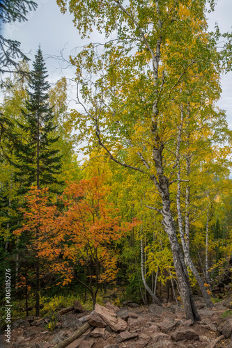 beautiful autumn landscape of dense coniferous forest in mountain