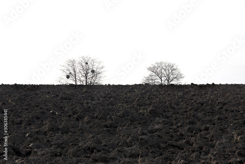 Plowed field and trees