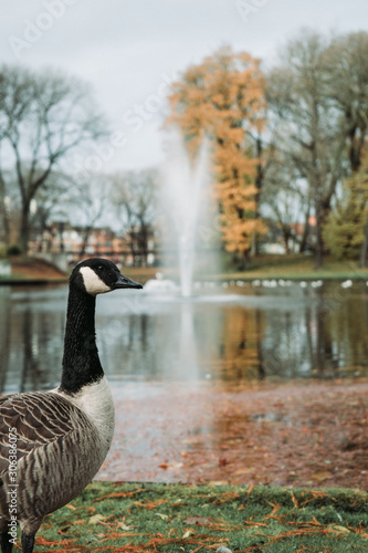 Goose posing in front of the camera